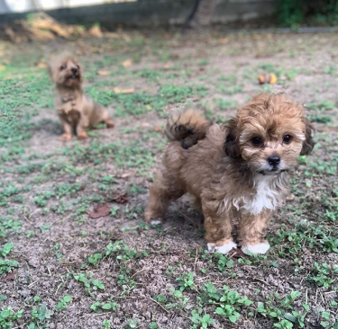 Puppies For Sale 