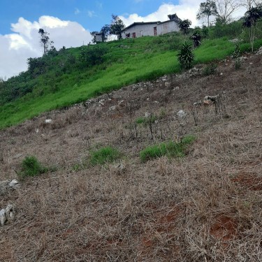 7.7 Acres Land, Lumsden, St. Ann For Ready Buyer