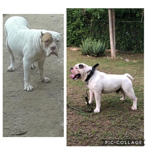 Large Bulldog Bully Pups