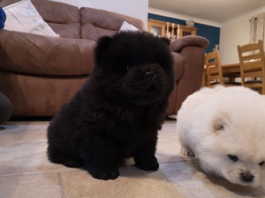 Kc Reg Chow Chow Puppies