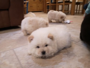 Kc Reg Chow Chow Puppies