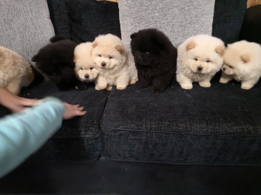 Kc Reg Chow Chow Puppies