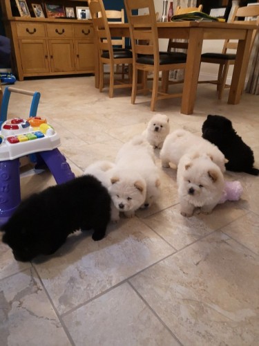 Kc Reg Chow Chow Puppies
