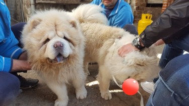 Kc Reg Chow Chow Puppies