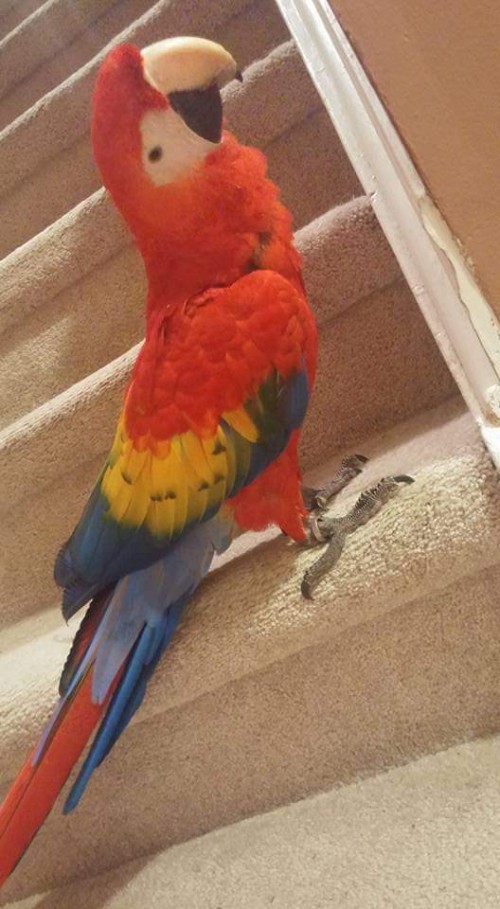 Beautiful And Talking Scarlet Macaw For Sale