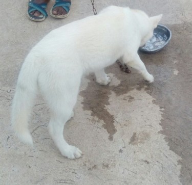5 Months Old Male White Akita 