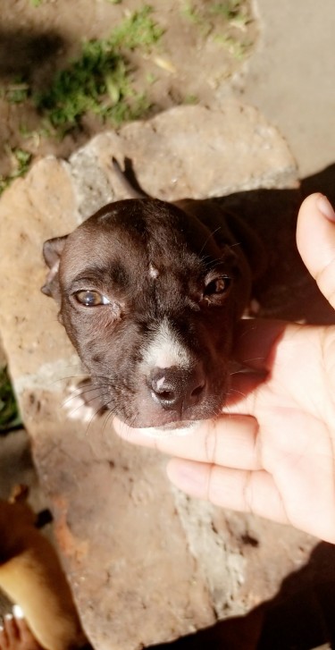 Pitbull Pupps For Sale