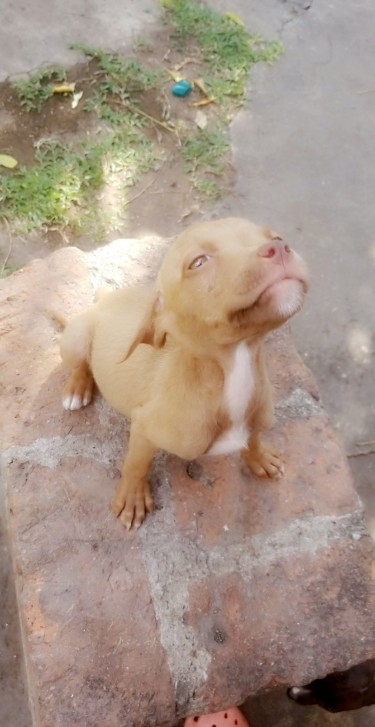 Pitbull Pupps For Sale