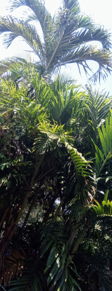 Royal Palm Trees ( 6 -10 Ft )