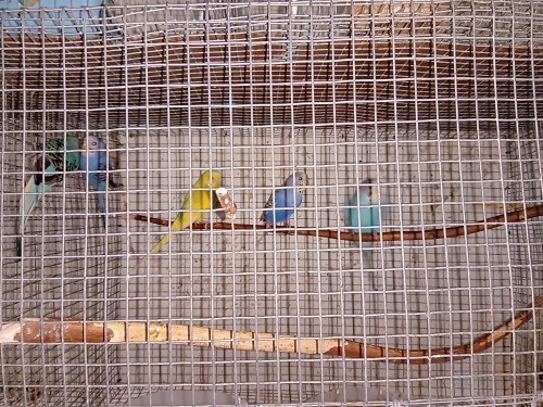 Budgies With Cage
