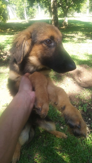German Shepard Puppies Mixed With Rottweiler 