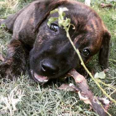 Pitbull Rottweiler Bullmastiff Mix