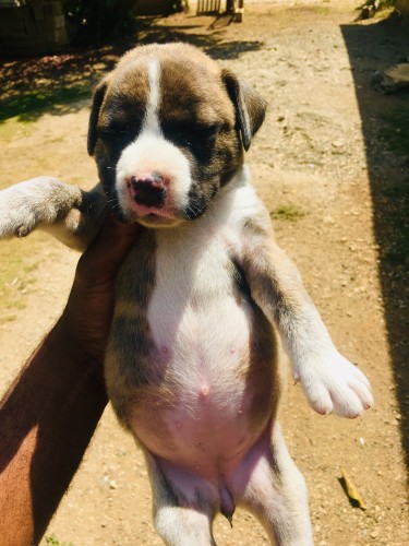 Pitbull Rottweiler Bullmastiff Mix