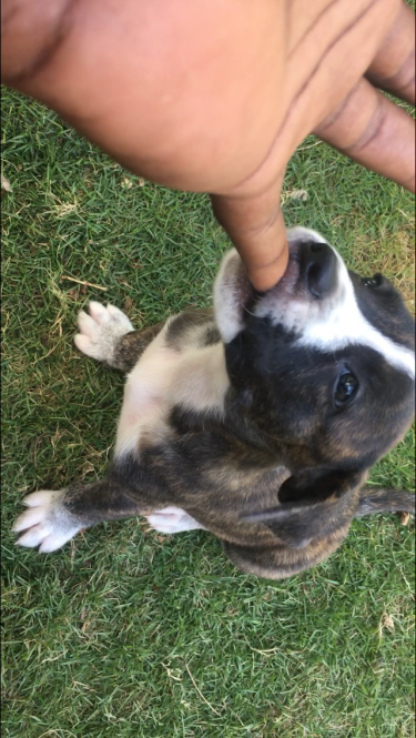 Pitbull Rottweiler Bullmastiff Mix