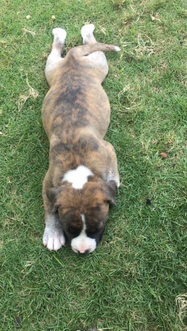 Pitbull Rottweiler Bullmastiff Mix
