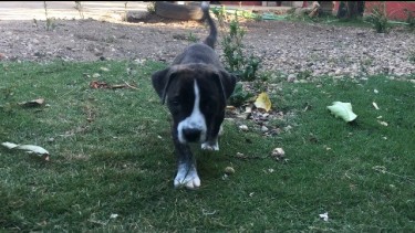 Pitbull Rottweiler Bullmastiff Mix