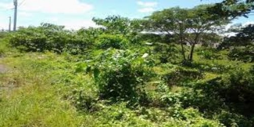 Land 50 Acres In St Ann Lily Field  Bamboo