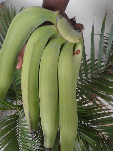 Plantains And Bananas