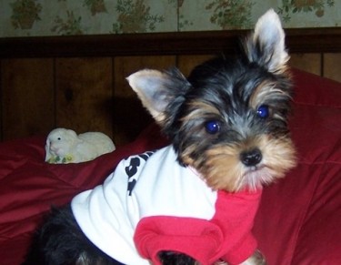 Yorkshire Terrier Puppies...whatsapp Me At: +44741