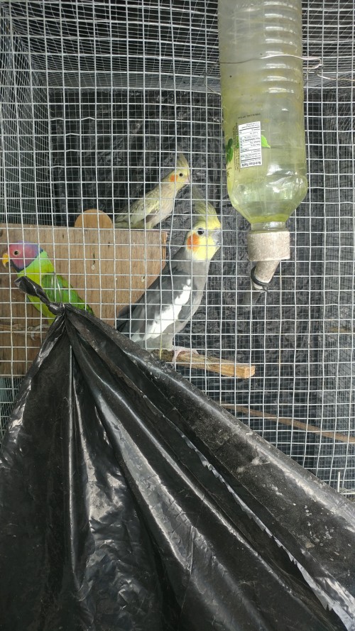 A Pair Of Mature Cockertails And A Male Plumhead P