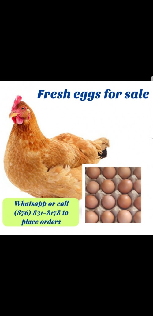 Layer Eggs $700 Per Tray