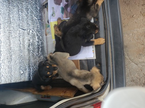 Rotti Puppy's For Sale  Mix