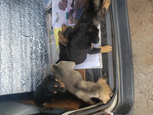 Rotti Puppy's For Sale  Mix