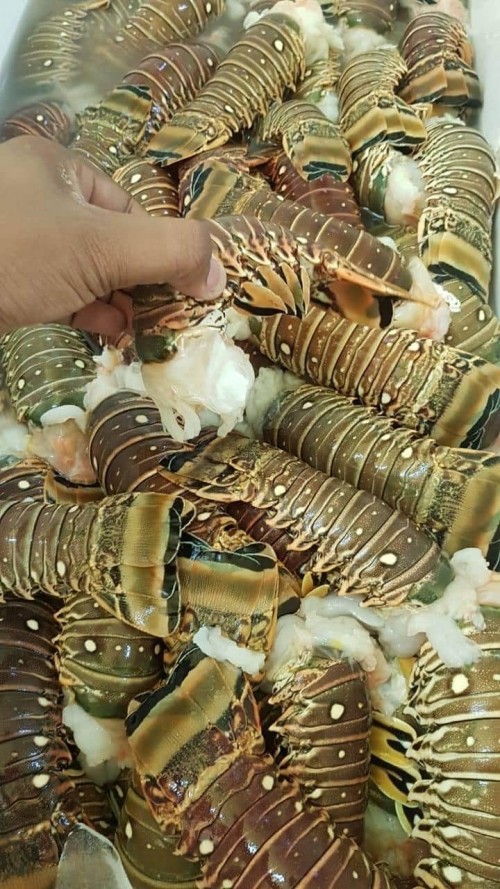Lobsters For Sale Order Yours Now!!!