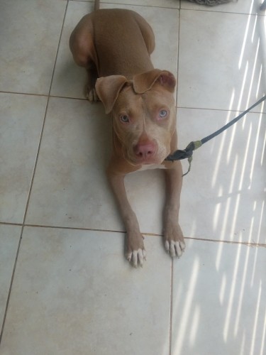 Red Nose Pitbull - 7 Mth Old Female Puppy