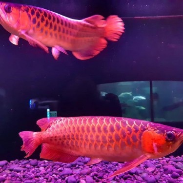 Super Red Arowana,Stingray Fish