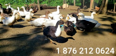 Ducks For Sale In Jamaica 