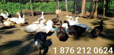 Ducks For Sale In Jamaica 