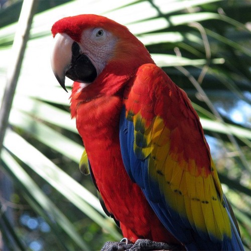 Male And Female Scarlet Macaws Parrots