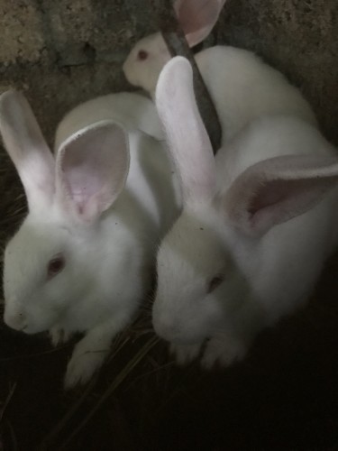 Young New Zealand White Rabbits 