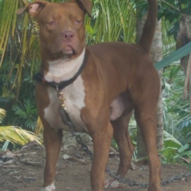 Male Red Nose Pitbull Dog