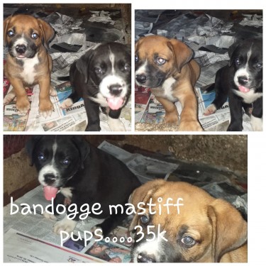 Lovely Bandogge Mastiff Pups