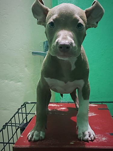 American Bullies Puppies For Sale