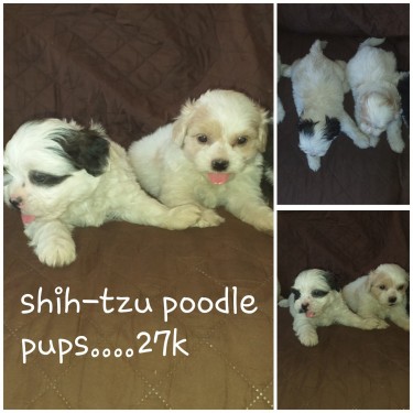 Adorable  Shih-tzu Poodle  Pups