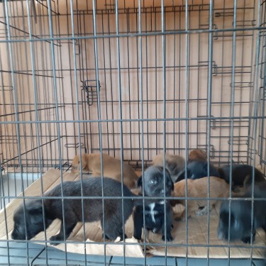 Mixed Puppies For Sale WhatsApp For More Info