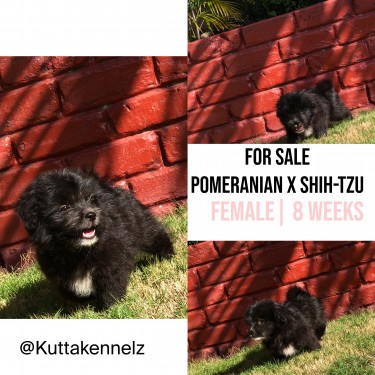 Pomeranian X Shih-tzu Mix