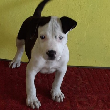 8 Weeks Old Male Bully Pup