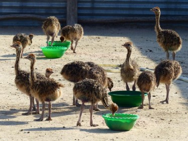 Home Breed Ostrich Chicks And Eggs Available 