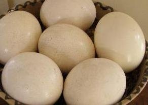 Home Breed Ostrich Chicks And Eggs Available 