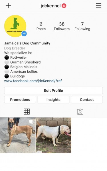Follow On IG @Jamaica's Dog Community