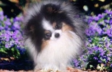 Rare Color Adorable Pomeranian Puppy