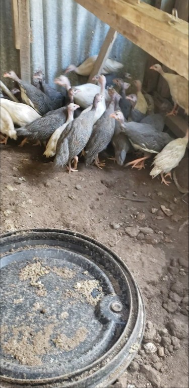 Guinea Chicks For Sale (Very Affordable)