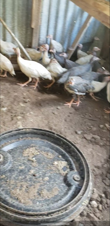 Guinea Chicks For Sale (Very Affordable)