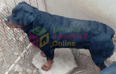 Adult Male Rottweiler For Sale (6years Old)