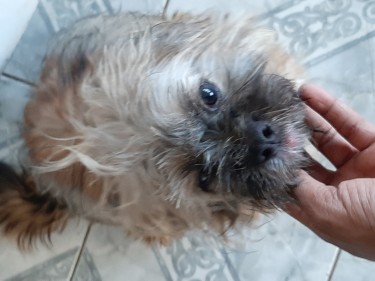 Shih Tzu Male Full Grown With All Shots 