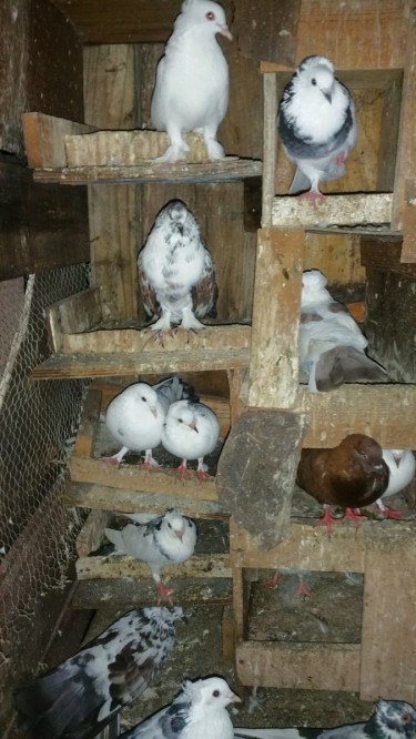 Birds For Sale 2500 For A 2....